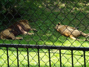KODAK Digital Still Camera